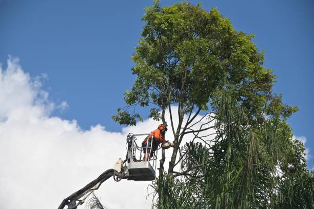 How Our Tree Care Process Works  in  Zephyrhills South, FL