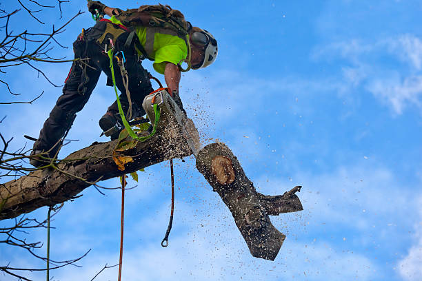 Professional Tree Services in Zephyrhills South, FL